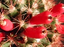 Mammillaria pseudosimplex (3).jpg